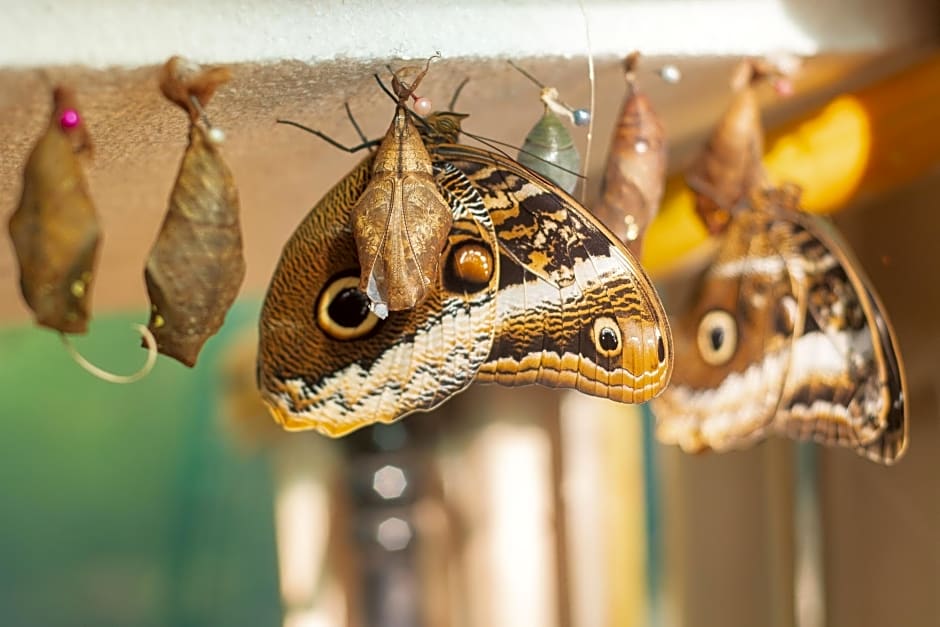 Paraiso Volcano Lodge