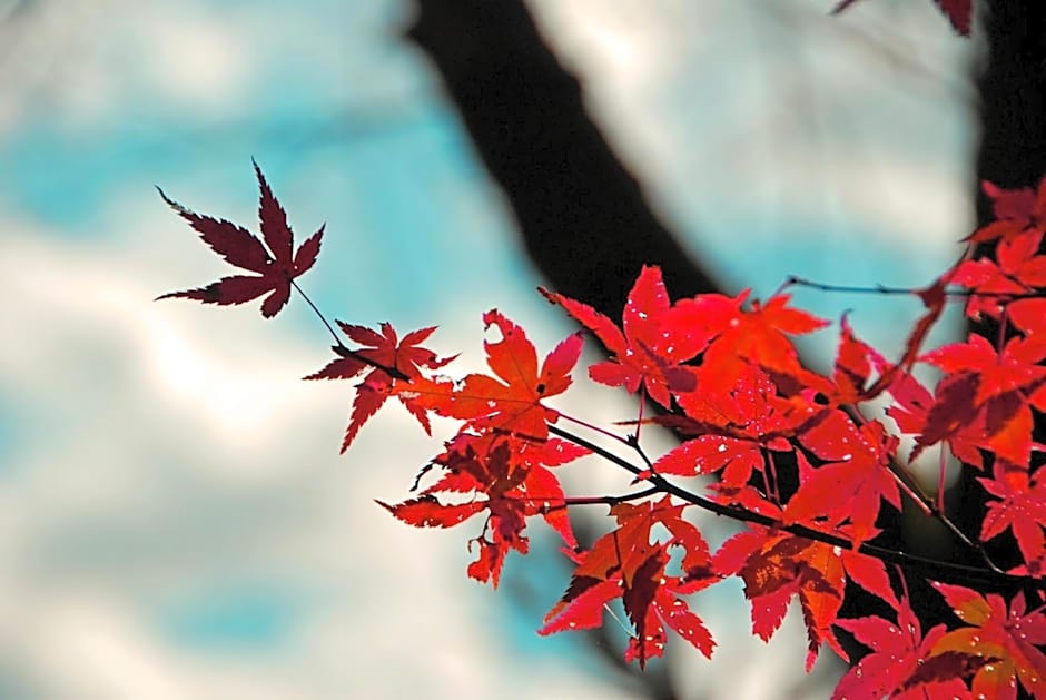 Stay SAKURA Kyoto Nijo Seasons