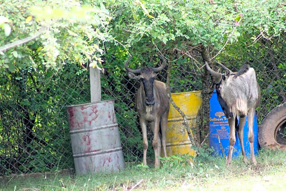 Wag Hill Lodge & Spa