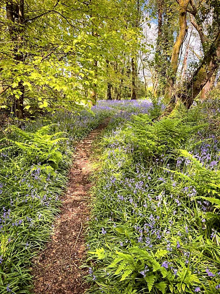 Goldcrest 3-Hot Tub-Woodland Lodges-Carmarthenshire-Tenby