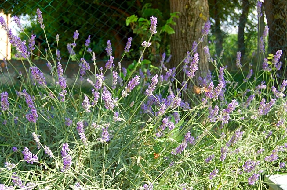 Il Giardino Degli Ulivi