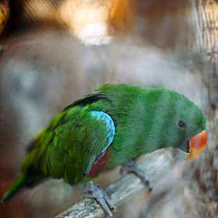 แคมป์ต๊ะต่อนยอน แม่กำปอง เชียงใหม่ CAMP Ta-Torn-Yorn Maekampong Chiang Mai