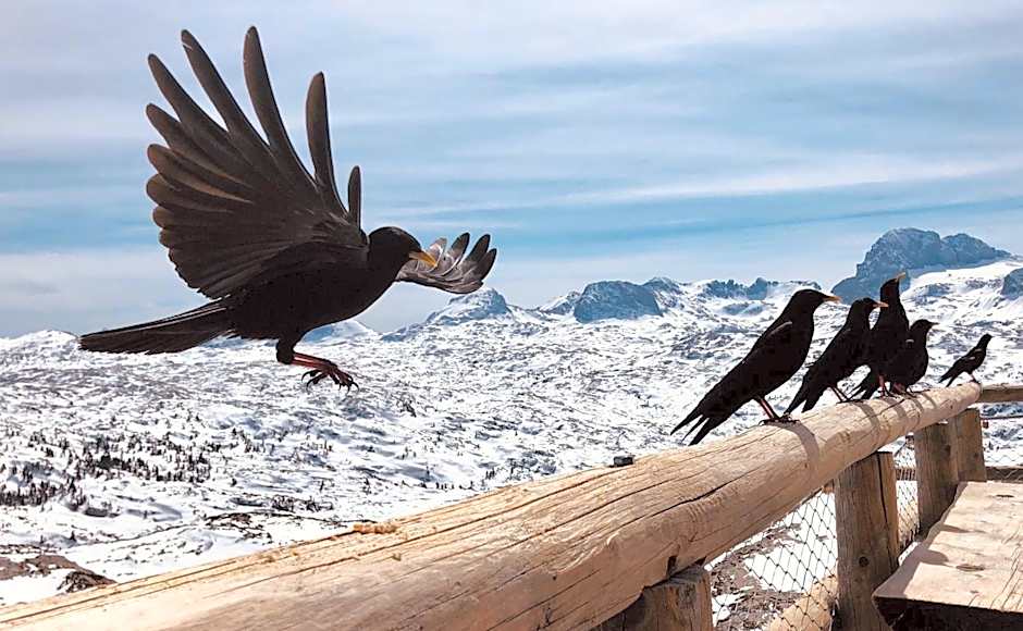 Lodge am Krippenstein