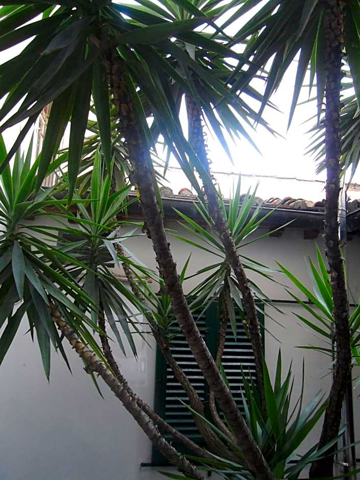 Hotel Collodi Firenze