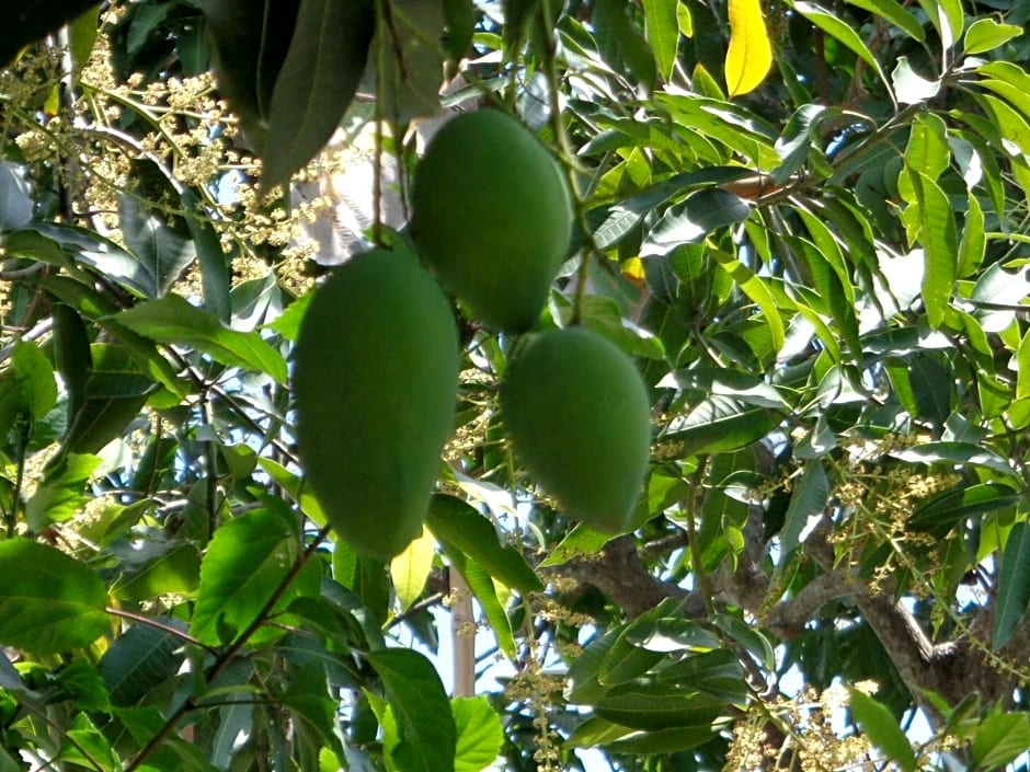 Mushroom Garden Villas
