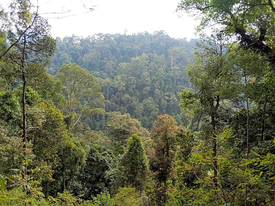 Jungle treking & Jungle Tour if you want to stay here,you must book treking only with us