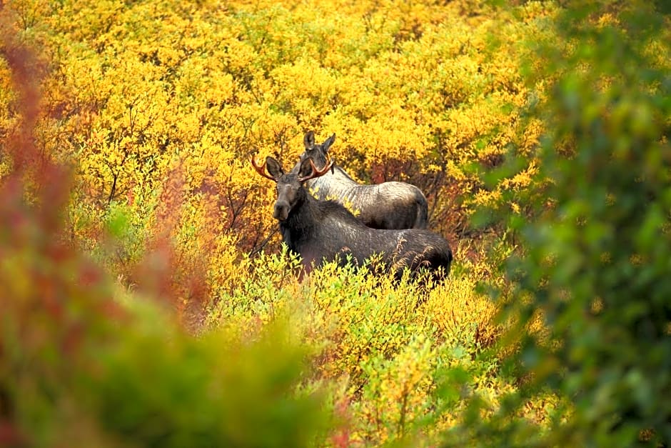 Caribou Lodge Alaska