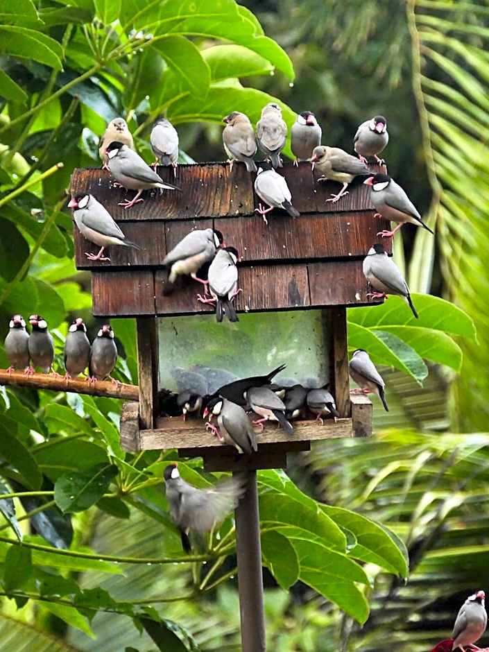 Hale Maluhia Country Inn