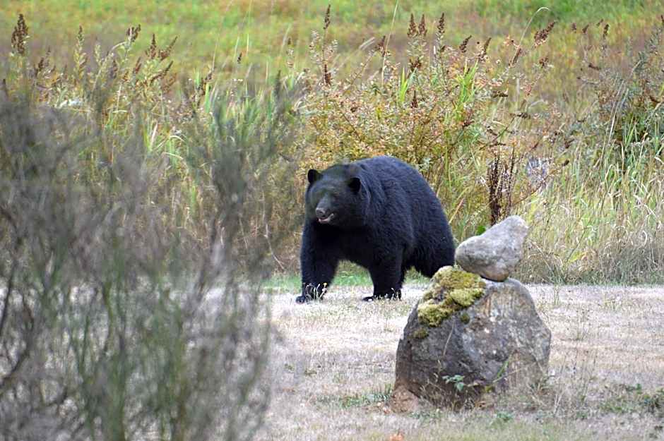 Beaver Hut Bed And Breakfast
