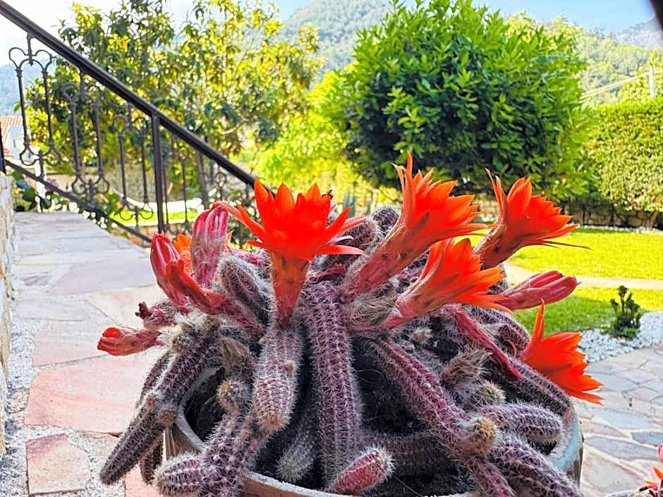 Anassa Deluxe Apartments & Studios