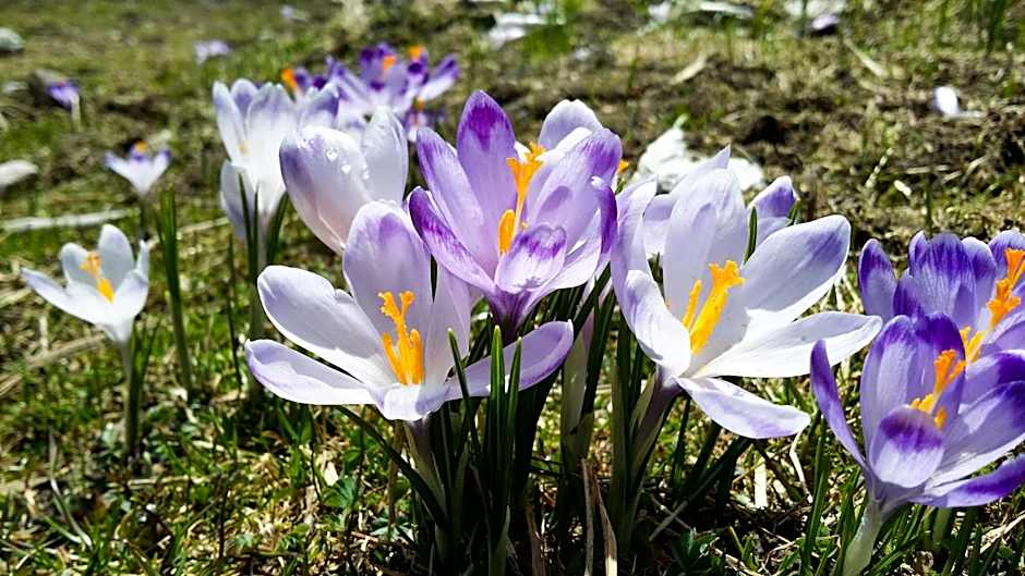 Krokus Park Residence