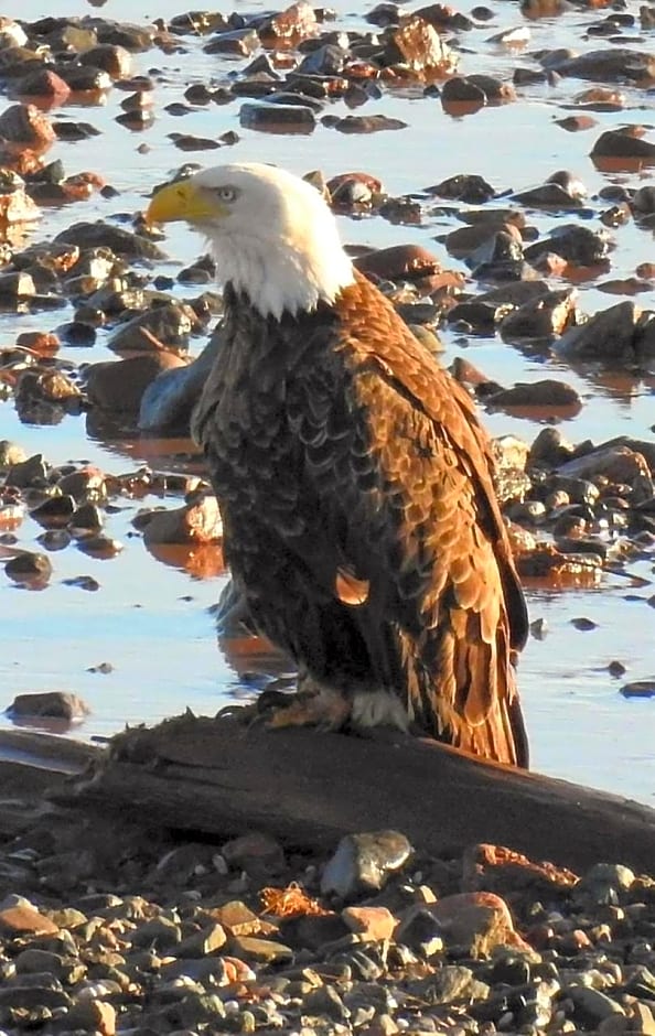 Cresthaven By the Sea