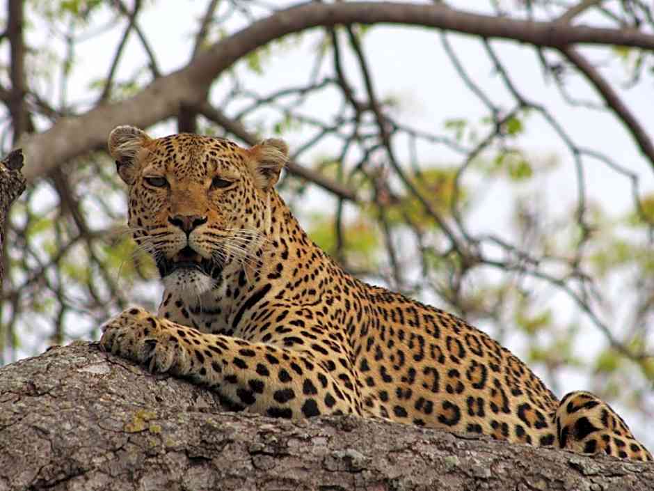 Thornhill Safari Lodge