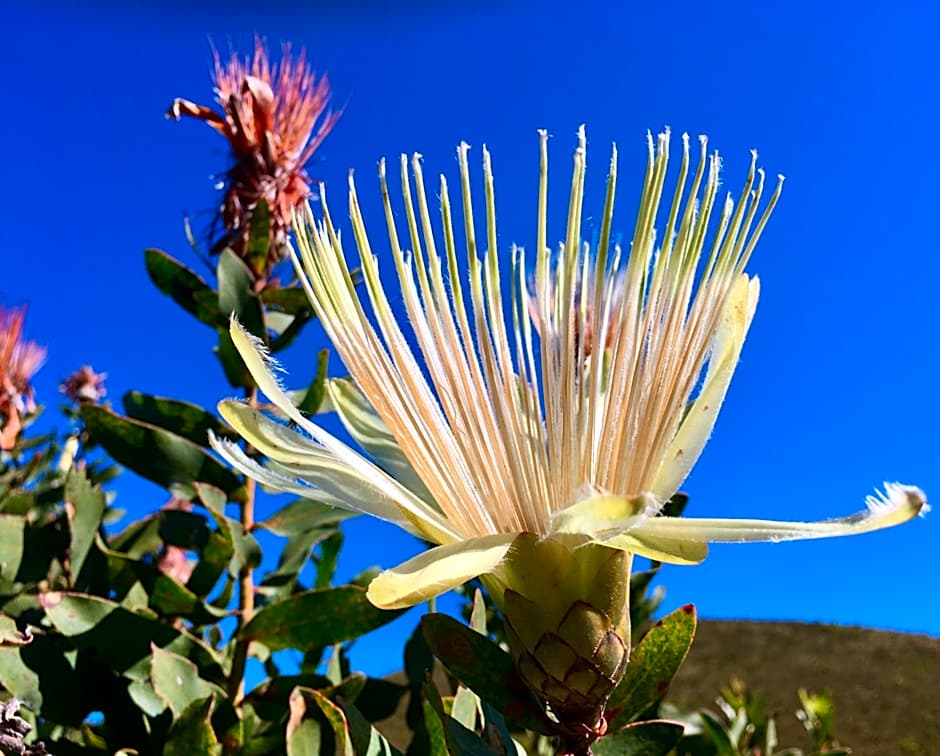 The View Swellendam B&B