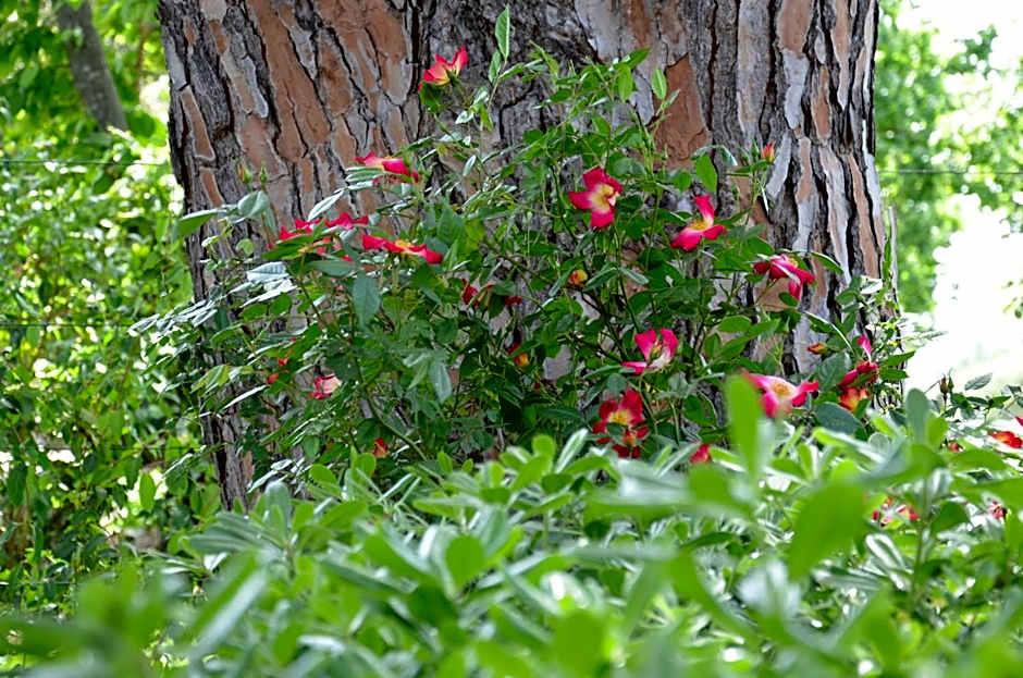 Villa Terme Di Caldana B&B