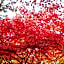 Maple Arima
