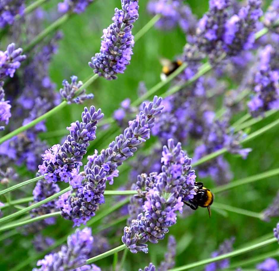 Garni Hotel Lavendelhof