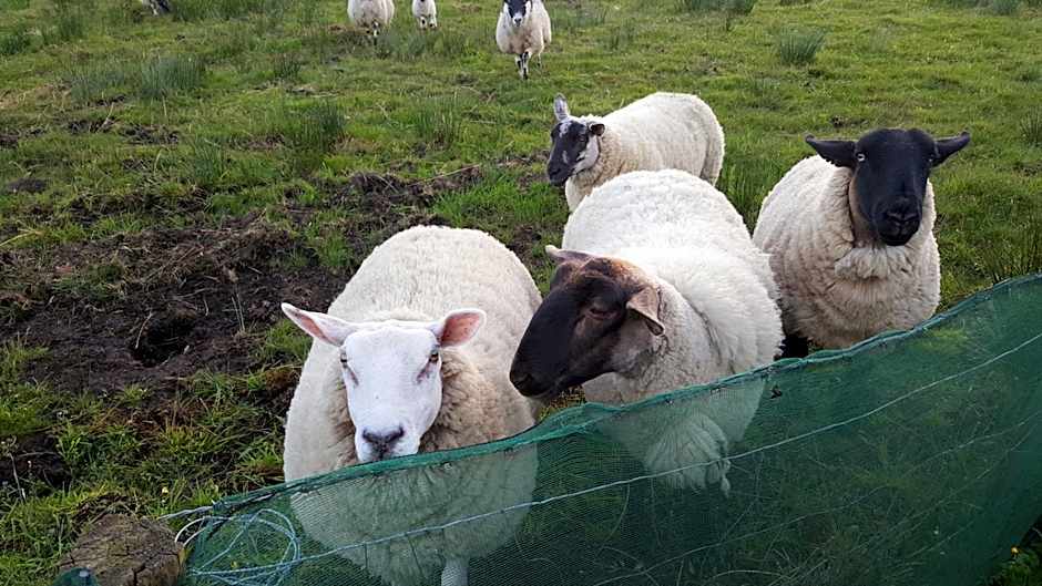 An Charraig Ban on the wild Atlantic way F94WT02