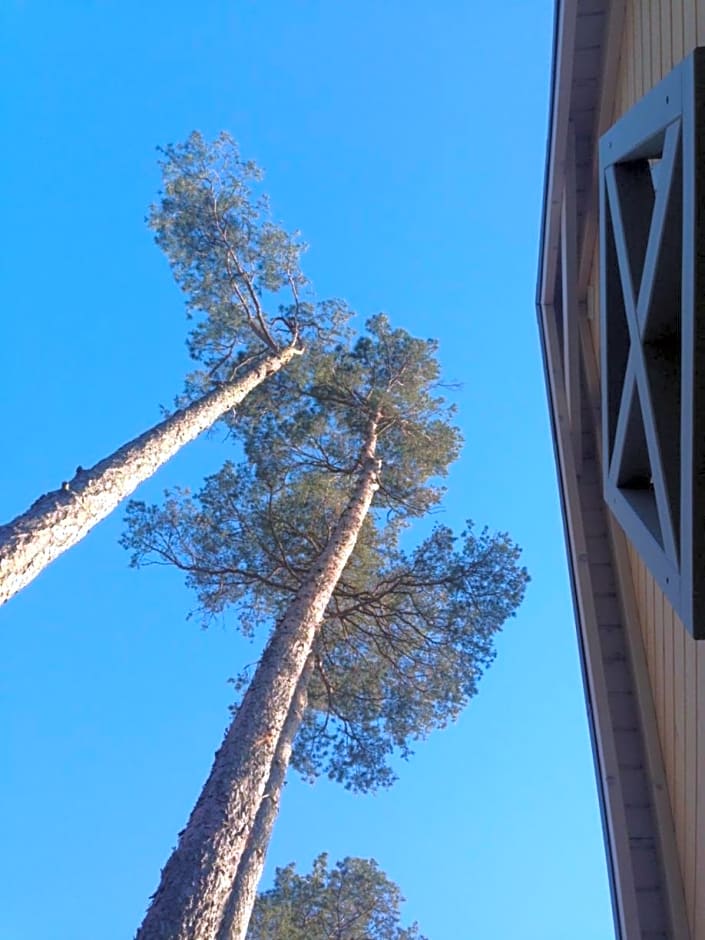 Domki Mi¿dzy Sosnami