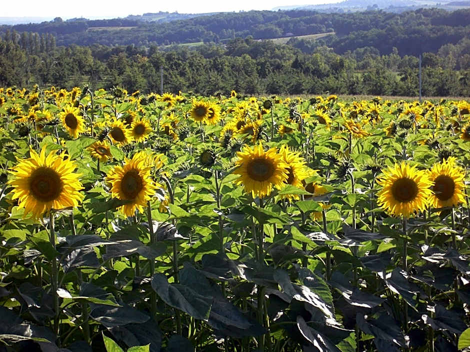 Chambres d'Hôtes Domaine de Beunes