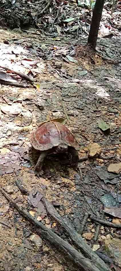Umiyuki jungle tour only treking with us