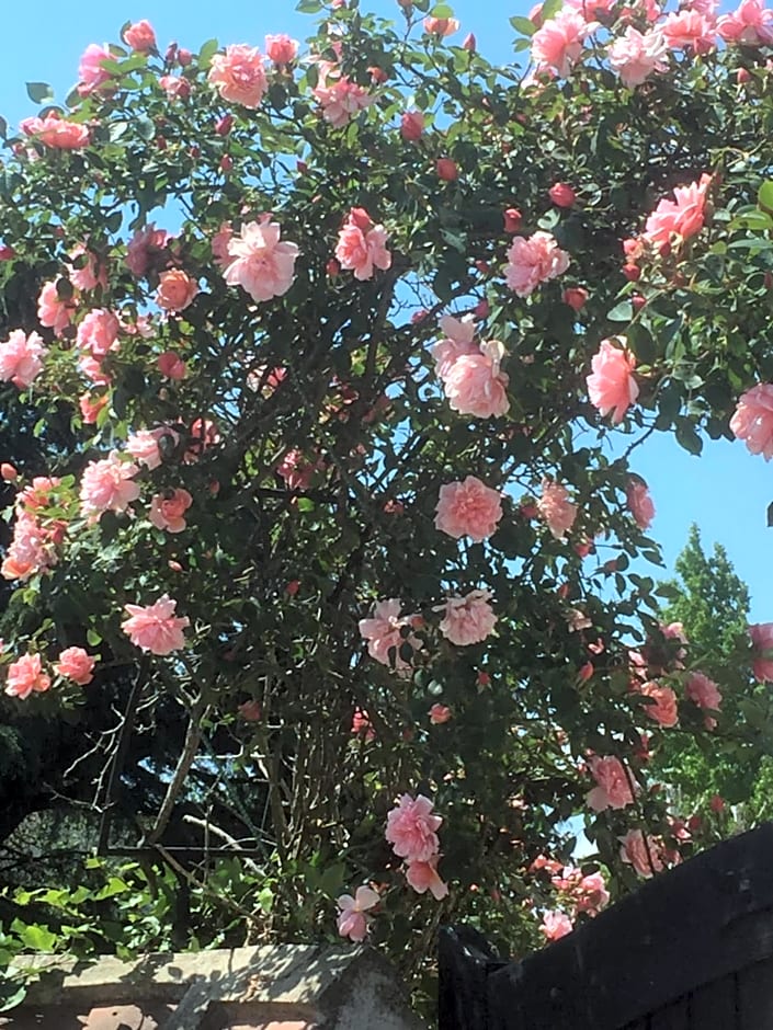 Les Prémices De La Forêt