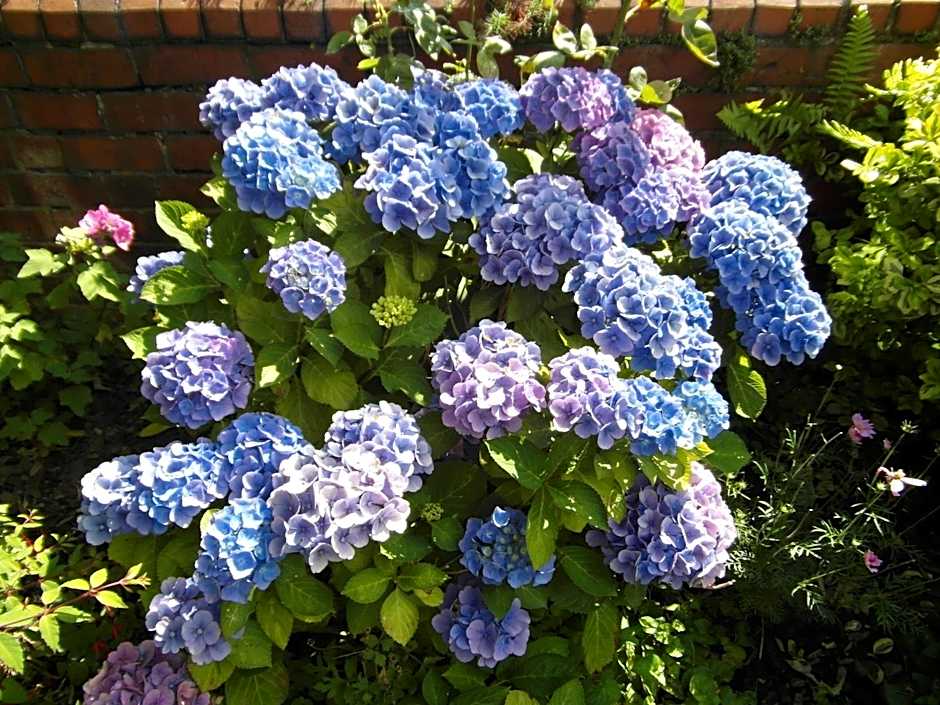 Anton Guest House Bed and Breakfast