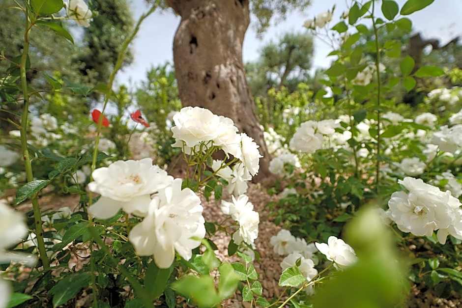 ALMASOL - Charme Experience