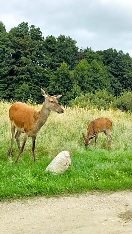 Nadmorski zakątek 2