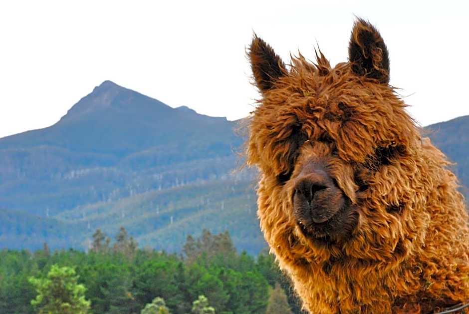 Maydena Mountain Cabins