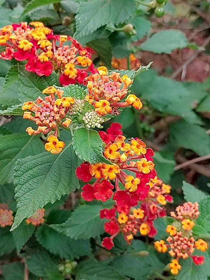 Tanzanice Farm Lodge