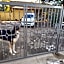 Swiss Borzoi House