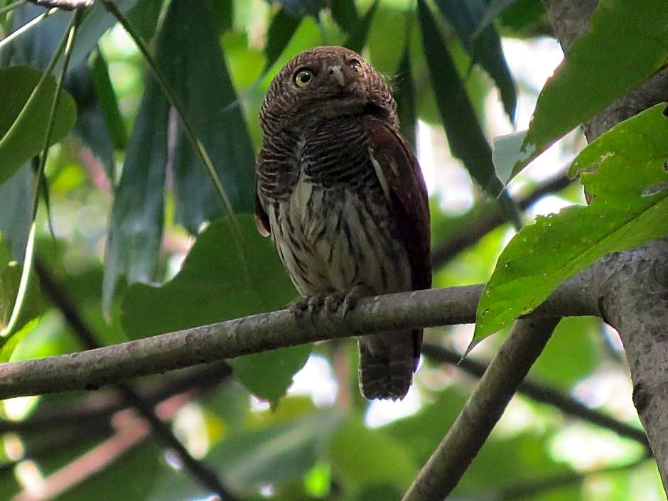 Polwaththa Eco Lodges