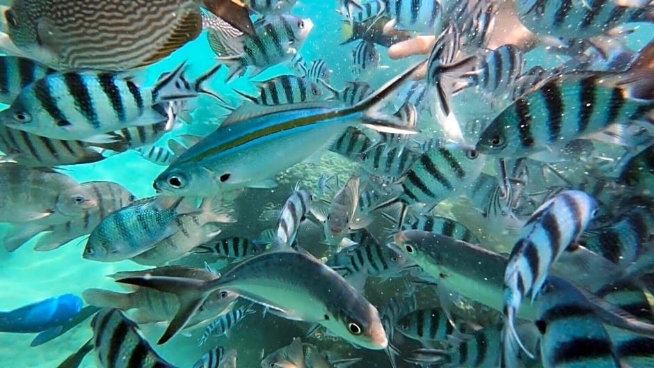 Baanchanlay Kohchang