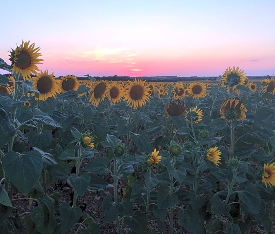 La Vieille Distillerie