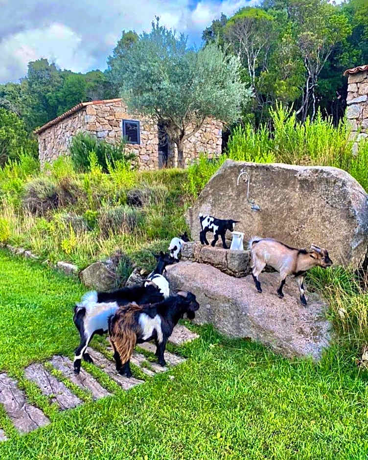 Bergerie du Prunelli