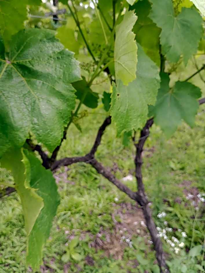 Recanto das Videiras