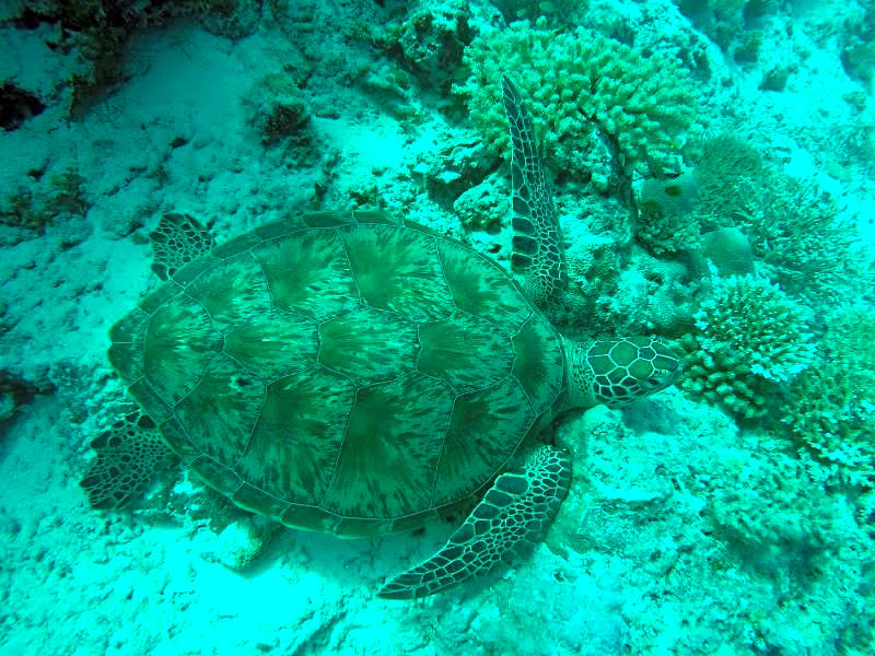 Narnia Maldives Hotel at Maafushi