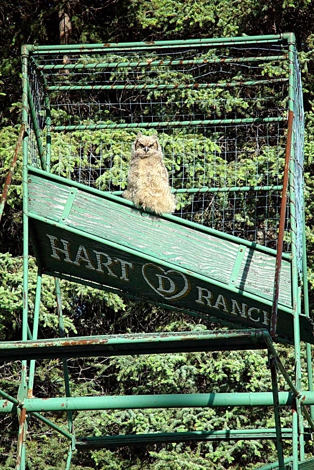 Hart D Ranch