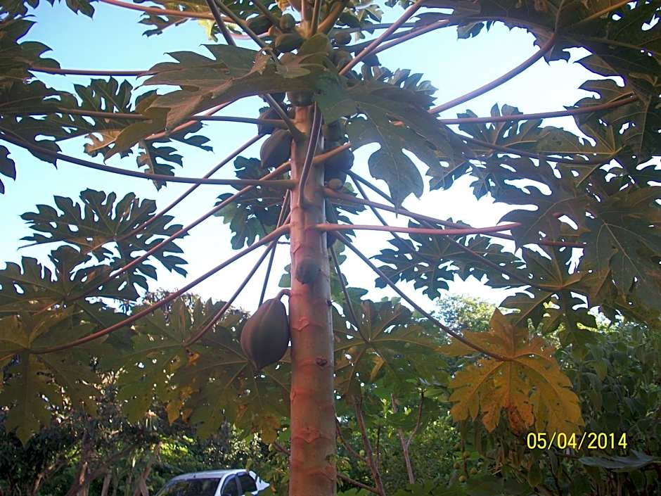 Pousada Pimenta Rosa