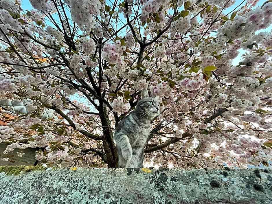 Au Presbytère de Saigneville