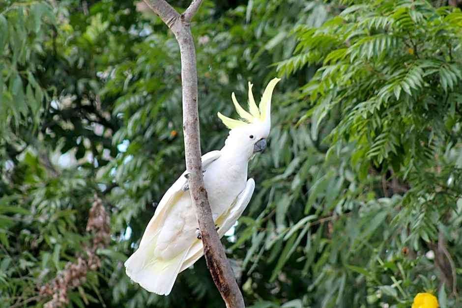 Airlie Beach Eco Cabins - Adults Only