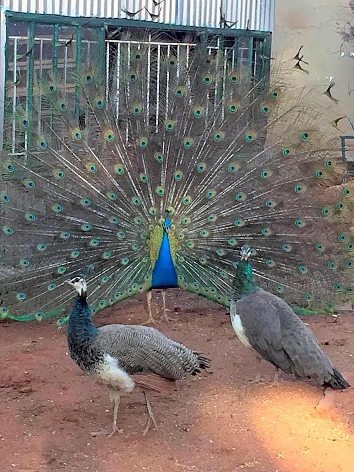 The Cradle Berry Farm
