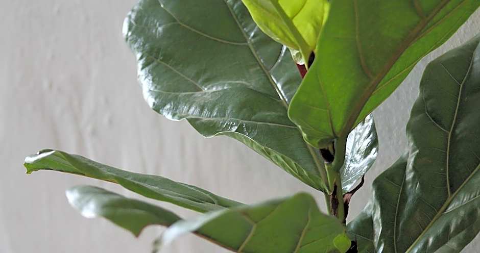 Mount Grace Country House