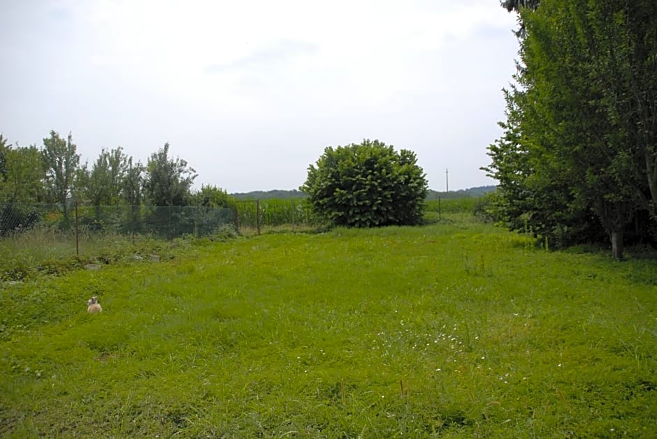 Spighe Paglia e Girasole