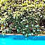 Villa Megna - Green Paradise B&B