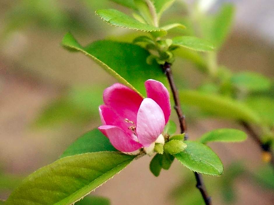 Ubusuna no Sato TOMIMOTO