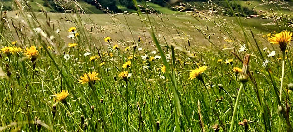 Domek kampingowy letniskowy Zdrój