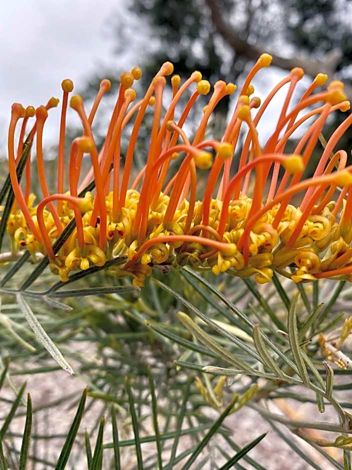 Sunny Side Up Bed and Breakfast