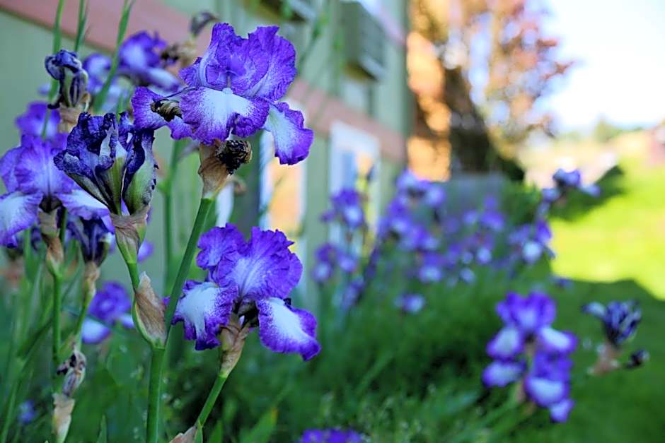 Comfort Inn & Suites Ashland